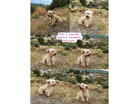 Acil bayram öncesi bayramlık dişi maltipoo