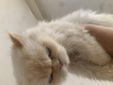 İran kedisi kızımız bella