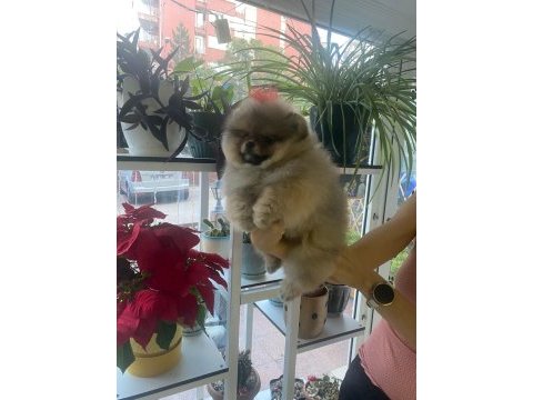 3 aylık yavru pomeranian boo