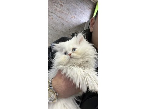 Tatlı mı tatlı british longhair ve shorthair bebeklerim