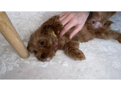 Yavru maltipoo