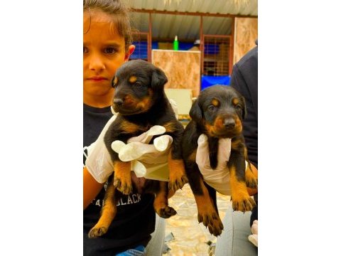 Doberman yavrularımız