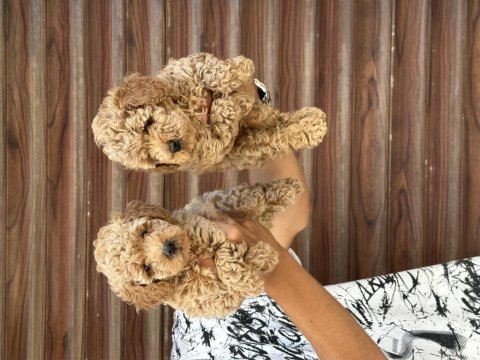 Sağlıklı a kalite orjinal poodle