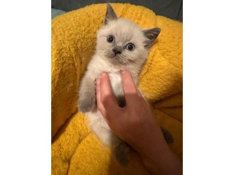 British shorthair 50 günlük bebekler
