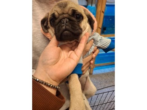 Pug köpeğimiz
