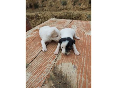 Jack russell minnikler