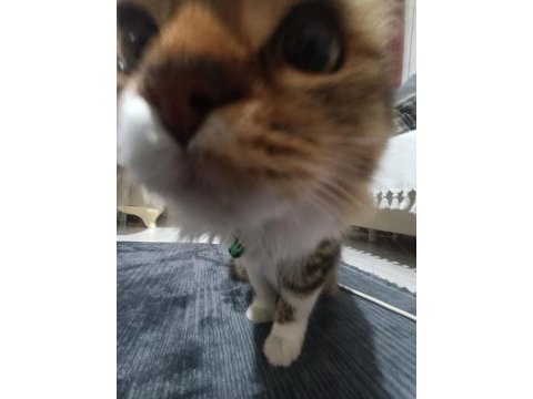 Annem hasta olduğu için kedimizi acil