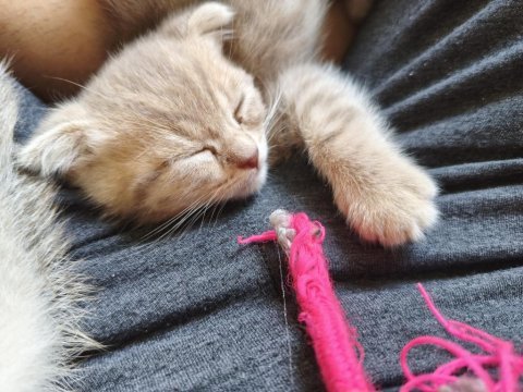 Özel renkli sevimli yavru kedimiz sahibini bekliyor