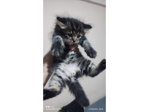 British main coon erkek