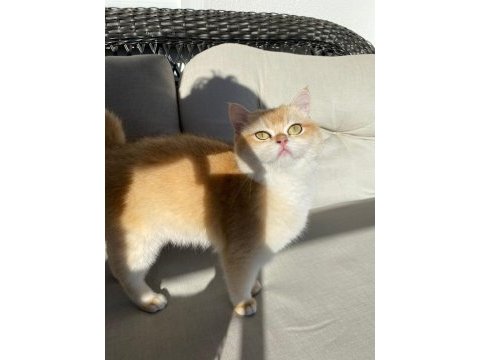 Şecereli safkan golden british shorthair dişi ny12