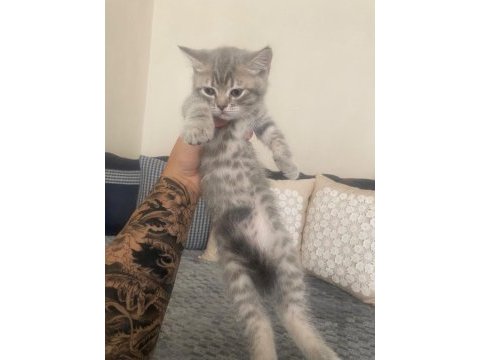 British shorthair yavrular