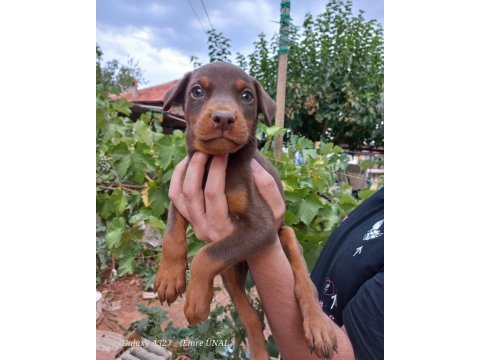 Doberman yavrular