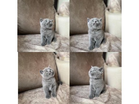 British shorthair gri yavrular