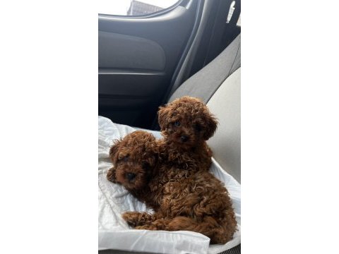 Toy poodle yavrular