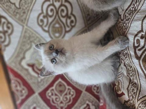 Güzel sevimli ev kedisi cins eğitimi tam