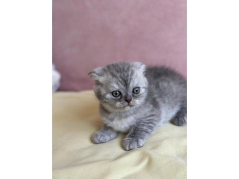 Scottish fold 1,5 aylık