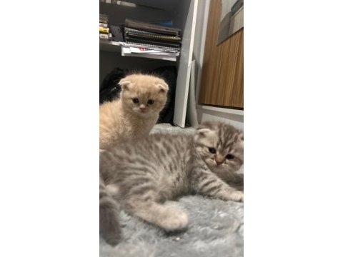 Scottish fold yavru
