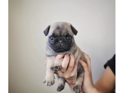 Erkek pug eğitimli