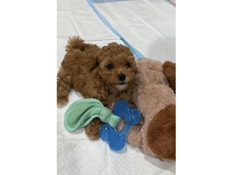 Toy poodle cinsi köpeğimiz