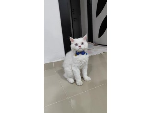 İran kedisi 1 yaşında