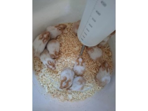 Hamster yavrum