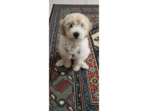 3 aylık safkan maltipoo