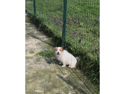 Şecereli jack russell terrier