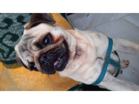 1 yaşında tatlı pug