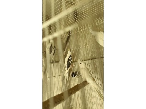 Sultan yavruları 2 aylik ele omuza gelir uygun değildir