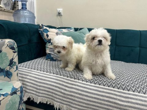 Maltipoo yavru