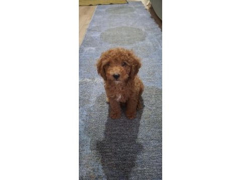 Toy poodle 3 aylık dişi