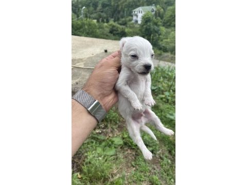 Saf 1 aylık spitz (tonya finosu)