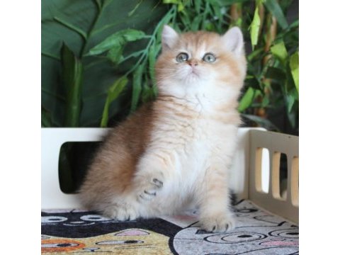 Safkan oyuncu dişi brıtısh shorthaır hemen teslim
