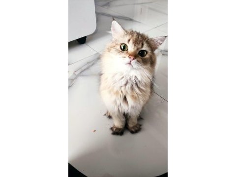 Secereli safkan british longhair erkek