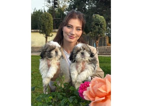 Çok sevimli shih-tzu