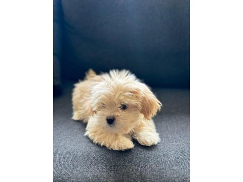 Cindy 2 aylık maltipoo