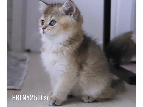 British shorthair golden ny25 dişi