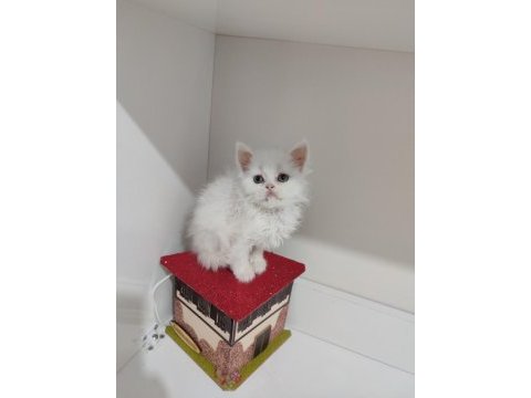 2 aylık dişi british longhair kedimi sahiplendiriyorum