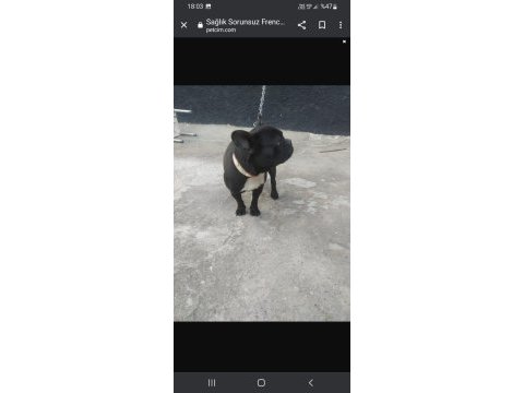 French bulldog köpeğimizin hiçbir sağlık sorunu yoktur