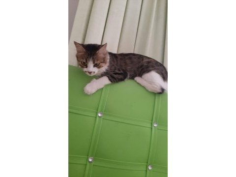Kedime yuva arıyorum