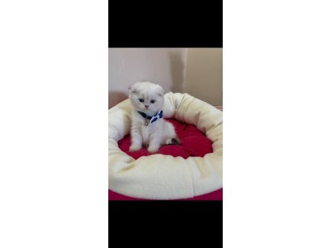 Scottish fold erkek yavrumuza yuva (uyguna)