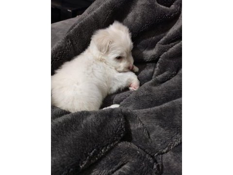 Maltese terrier 55 günlük