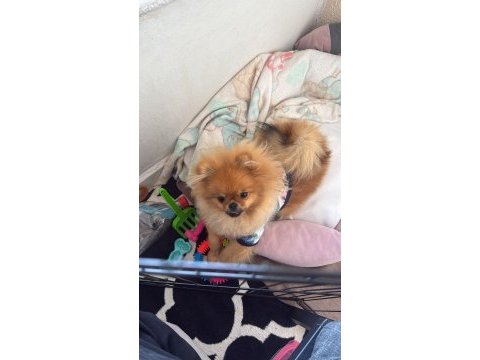 6 aylık pomeranian