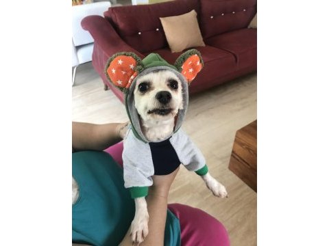 Maltese terrier dişi kısır