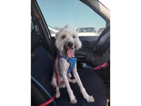 Terrier köpeğimiz