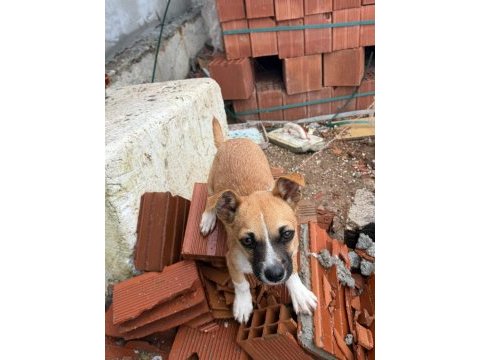 4 aylık küçük ırk erkek köpeğimiz