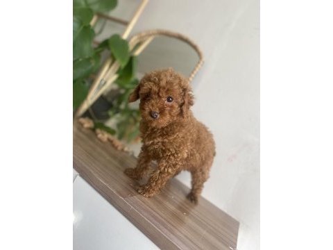 Kore kan orjinal erkek toy poodle