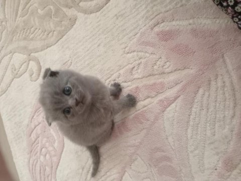 Orijinal british shorthair yavrular