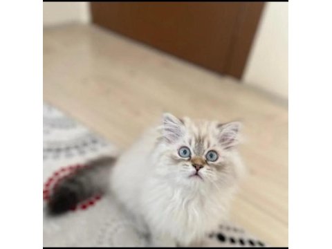 4.5 aylık yavrumuzu sahiplendiriyoruz british longhair