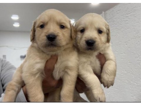 Baby face golden retriever yavrular